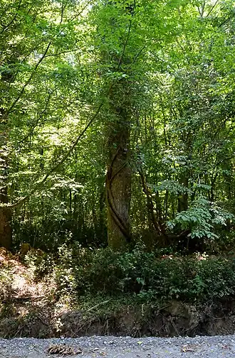 Дерево в парке, оплетённое плющом