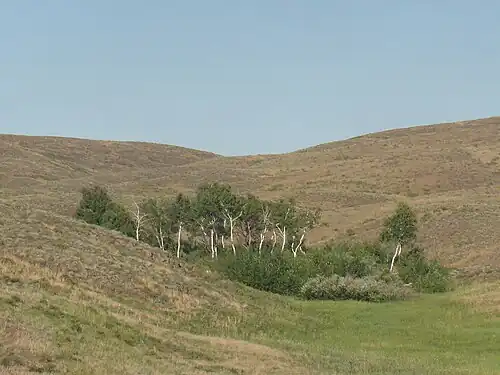 Берёзовая роща