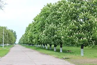 Улица Центральная