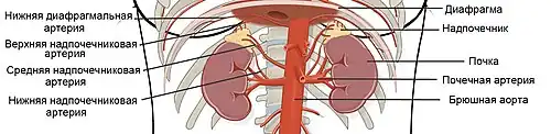Артерии, кровоснабжающие почки и надпочечники