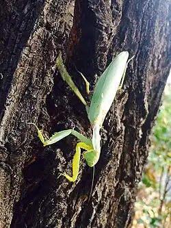 Богомол древесный