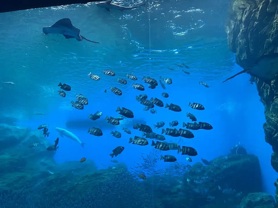 Большой аквариум