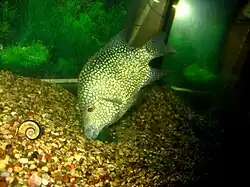 Бриллиантовая цихлазома (Cichlasoma cyanoguttatum)