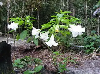 Общий вид растения