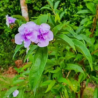 Цветы растения