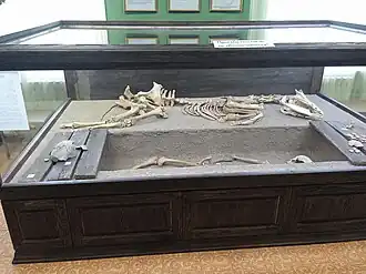 Реконструкция погребения быстрянской культуры из Советского района, раскопки А. А. Казакова (2016 г.), ГМИЛИКА, Барнаул.