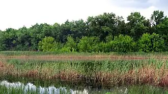 Вид на Старобердянское лесничество через Молочную