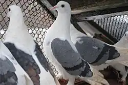 Владимирские чистые