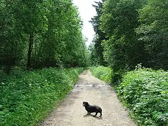 газопросека и лес в Атепцево