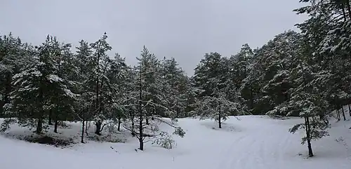 Сосновый лес в Гарупе