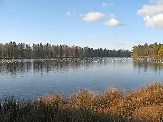 Белое озеро, чайки