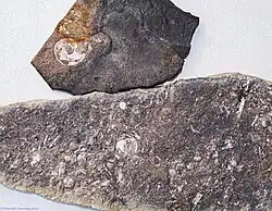 Горючий сланец со следами морской фауны из скального берега реки Чуть.