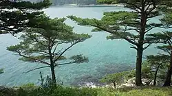 Краснокнижные могильные сосны в Дальневосточном морском заповеднике