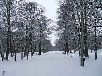 Главная аллея зимой