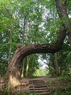 Дуб-арка