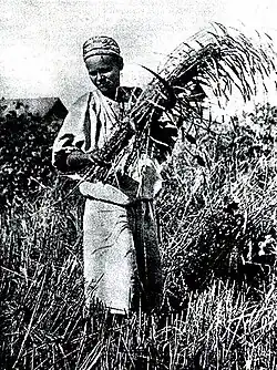 Жница. Фото В. А. Каррик, 1870-е гг.