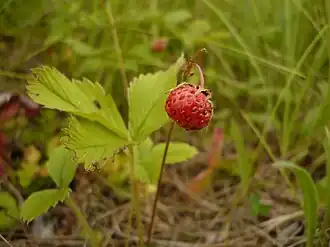 Земляника зелёная, или полуница