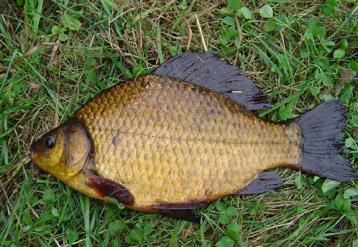 Золотой карась