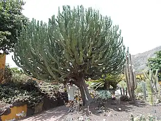 Молочай канделябровый