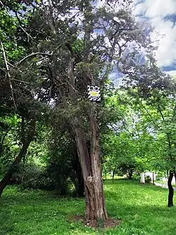 Кипарисовик Сухина