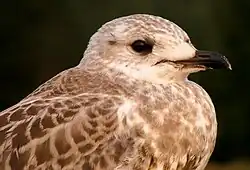 Чайка на берегу залива