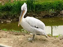 Кудрявый пеликан (Pelecanus crispus) по кличке Мишка, вид внесён в Красную книгу МСОП