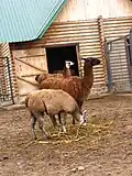 Ламы (Lama glama)