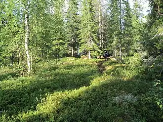 Лес на одном из островов озера Юмас