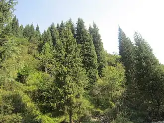 Ели на склоне горы в Заилийском Алатау