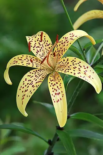 Лилия 'Аэлита'Россия. Владимирская область