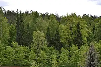 Лисинский заказник