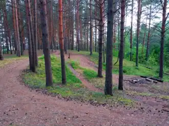 Льнозаводской бор