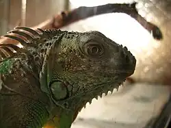 Обыкновенная игуана (Iguana iguana)