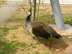 Самка обыкновенного павлина (Pavo cristatus)