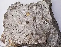 Фрагмент окаменелости, найденный в скальном берегу реки Чути со следами древней морской фауны девонского периода