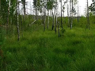 Окраина болота Ельня