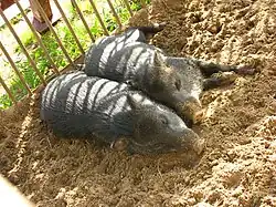 Пара ошейниковых пекари (Pecari tajacu), вид внесён в Красную книгу МСОП