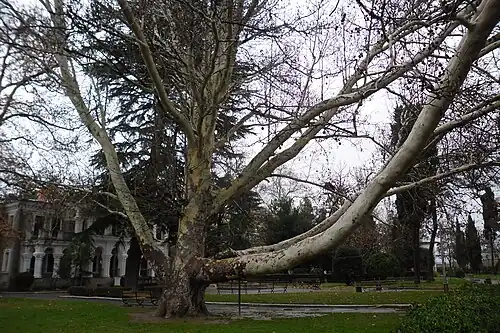 Платан "Динозавр" в парке виллы "Отрада"