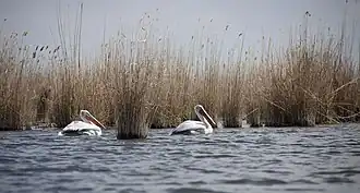 Кудрявые пеликаны в заливе