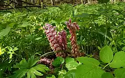 Петров крест — растение старых дубрав.