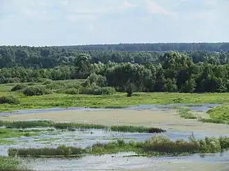 Пойма реки Снов: на территории заказника, севернее Сновска