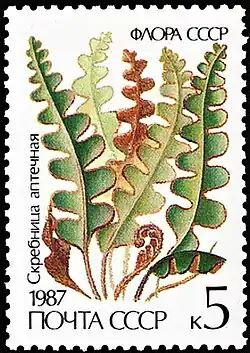 Скребница аптечная