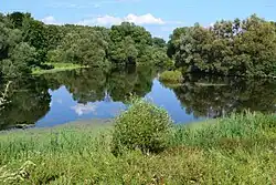 Пруд на Нищенке в Салтыкове