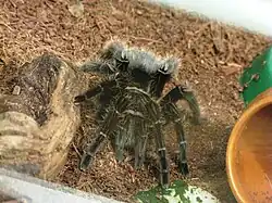 Паук-птицеяд (семейство Theraphosidae)