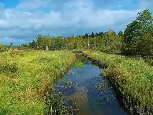 Река Оредеж в деревне Большое Заречье