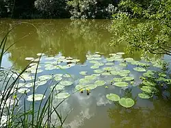 Река Уньга (у п. Зеленовский)