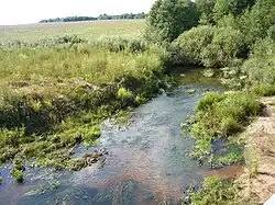 Яблоня у деревни Свиноройка