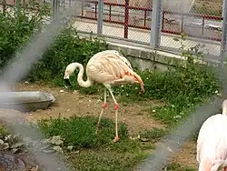 Розовый фламинго (Phoenicopterus roseus), вид внесён в Красную книгу МСОП