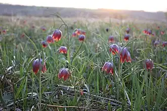 Рябчик шахматовидный. Общий вид растения