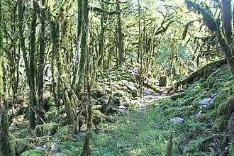 Самшитовый лес в окрестностях села